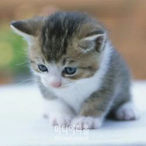 찐빵냠은여울 profile image