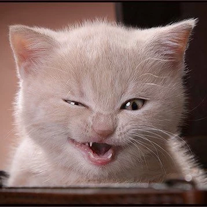 아따따 profile image