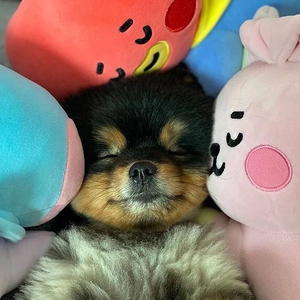 쓰껅- profile image