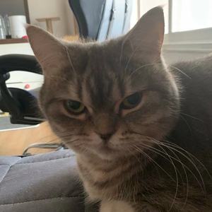 승쌍のMoonstar profile image