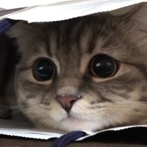 school profile image