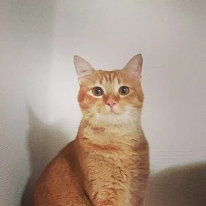 swimreggie profile image