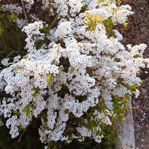 곰집사ㆍ profile image