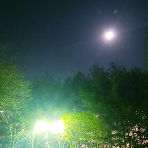 보라고양이 profile image