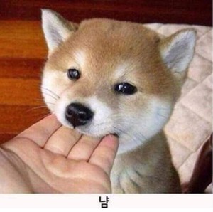 햄주마니 profile image