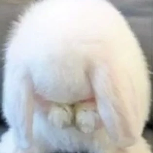 뿐옐 profile image