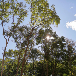 canccxq profile image