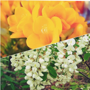 아카시아ㆍ프리지아07 profile image