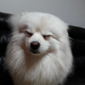 바부작까 profile image