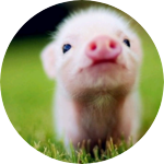 아가꿀꿀이 profile image