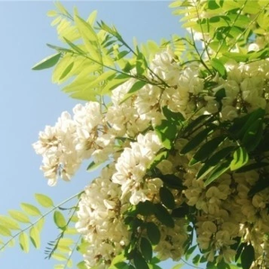 d960961288640ed0a93a096ca91dd8e7 profile image