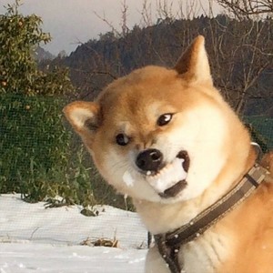 웃는홍시 profile image