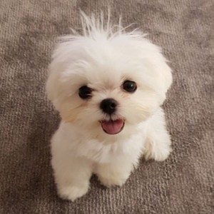 xxWaLiexx's profile image
