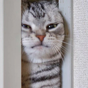 엔아미 profile image