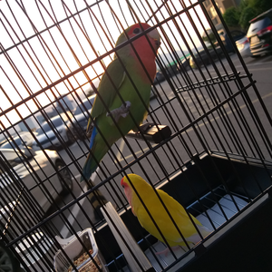 초보작가아미금경 profile image