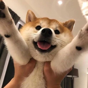 linhoverses profile image