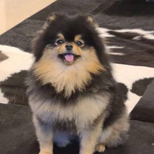 여보탱 profile image