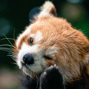 그린티01 profile image