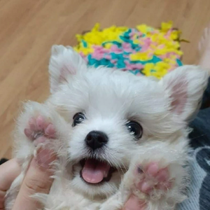 3fc62613d6040b36ffc7f9a5e5c7ebee profile image