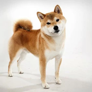 시바견's profile image