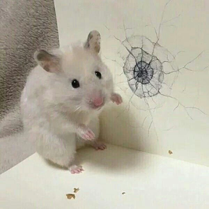 미몽 profile image