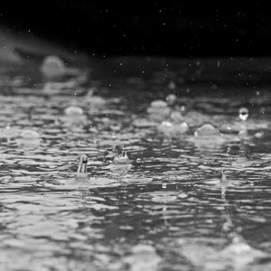 겨울비 profile image