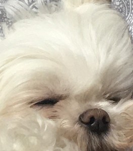 아미면 profile image