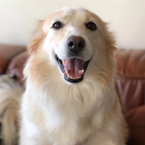 Caele profile image