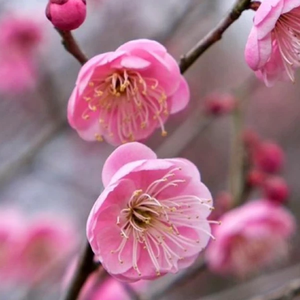 anelit profile image