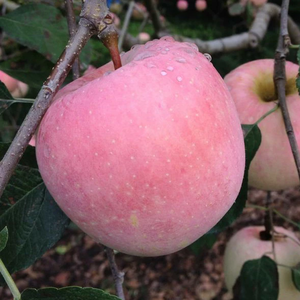 applepink profile image