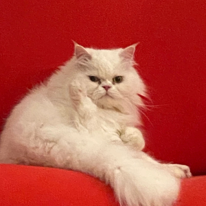 이빙이비 profile image