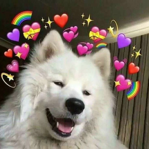 로에이sheloey profile image