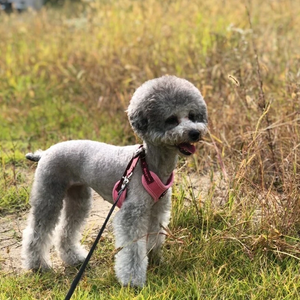 실버푸들 profile image