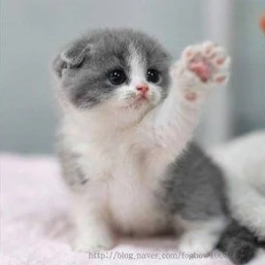 고냥이러버 profile image