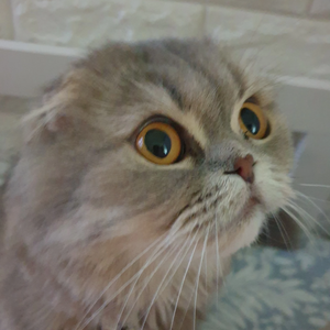 살사리 profile image