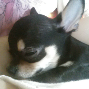다중이's profile image
