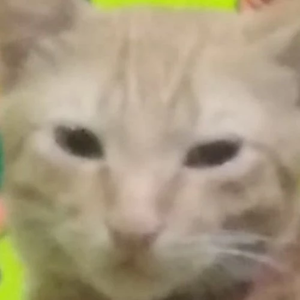 DaffodilsVante4 profile image