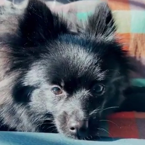 WarriorsAhgachella03 profile image