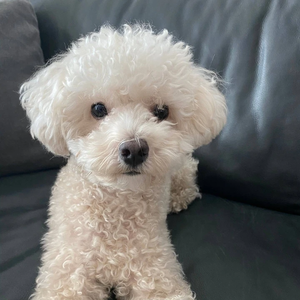 WarriorsAhgachella01 profile image