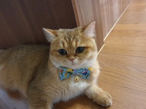 hhhaneul profile image