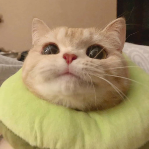 포호포 profile image