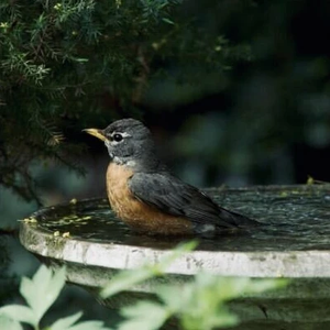 anelit3 profile image