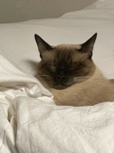 529maximus profile image