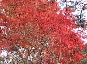 A단풍 profile image