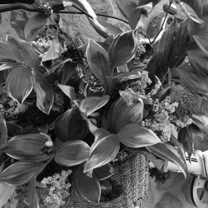 ·DC· profile image