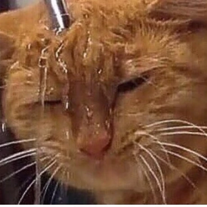 김짹짹 profile image