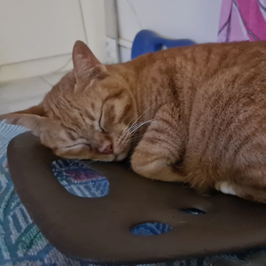 フウ profile image