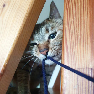 스트로베리요거트 profile image