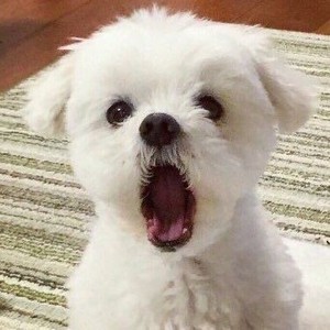 ㅋㄹㄹㅋ profile image