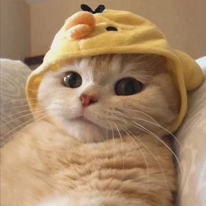 사랑비 profile image